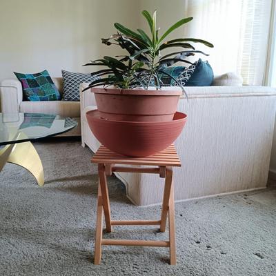 LOT 30L: Pair of House Plants with Wood Stands