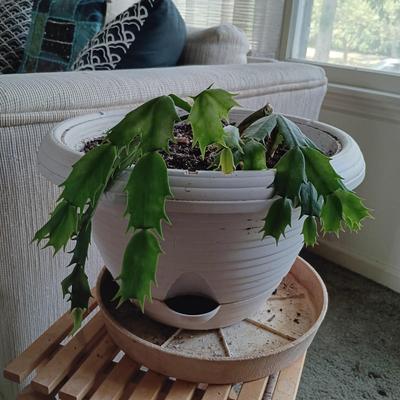 LOT 30L: Pair of House Plants with Wood Stands