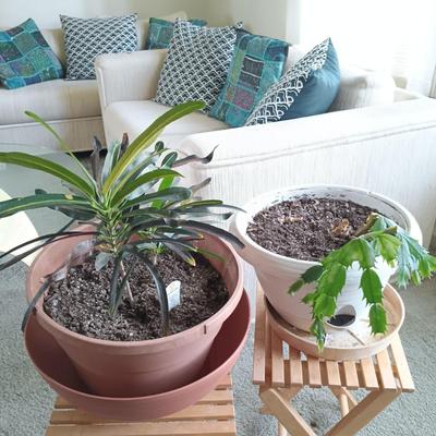 LOT 30L: Pair of House Plants with Wood Stands