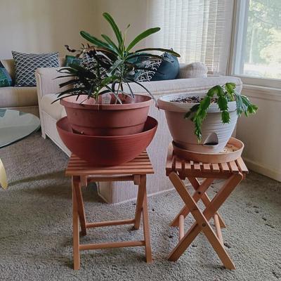 LOT 30L: Pair of House Plants with Wood Stands