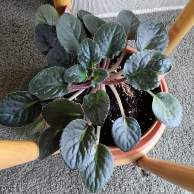 LOT 31L: Christmas Cactus and African Violet with Bamboo Stand