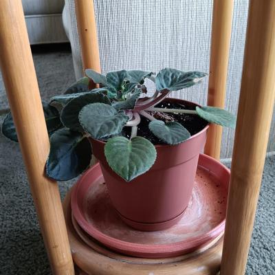 LOT 31L: Christmas Cactus and African Violet with Bamboo Stand