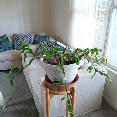 LOT 31L: Christmas Cactus and African Violet with Bamboo Stand
