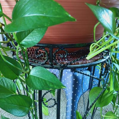 LOT 34L: Large Pothos Plant with Metal Plant Stand