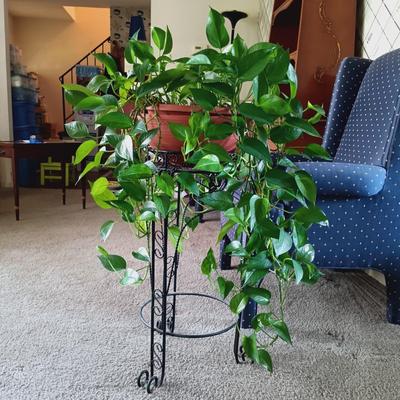 LOT 34L: Large Pothos Plant with Metal Plant Stand