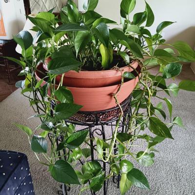 LOT 34L: Large Pothos Plant with Metal Plant Stand