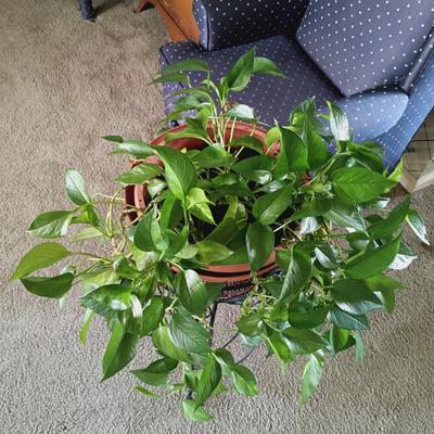 LOT 34L: Large Pothos Plant with Metal Plant Stand