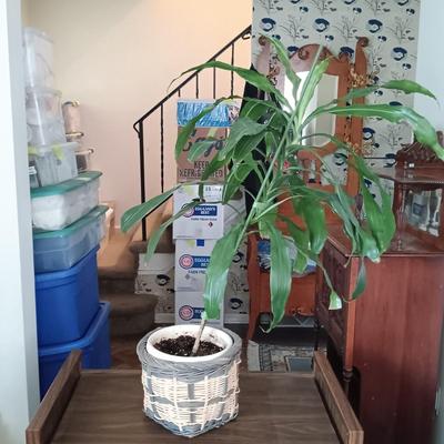 LOT 97L: Large House Plant with Vintage Bar Cart
