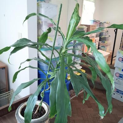 LOT 97L: Large House Plant with Vintage Bar Cart