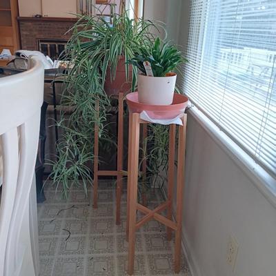 LOT 100K: Large Spider Plant with Dracaena House Plant and Wooden Stands