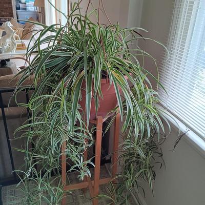 LOT 100K: Large Spider Plant with Dracaena House Plant and Wooden Stands