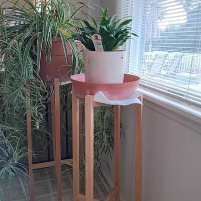 LOT 100K: Large Spider Plant with Dracaena House Plant and Wooden Stands