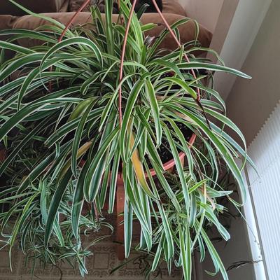 LOT 100K: Large Spider Plant with Dracaena House Plant and Wooden Stands