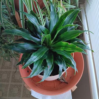 LOT 100K: Large Spider Plant with Dracaena House Plant and Wooden Stands