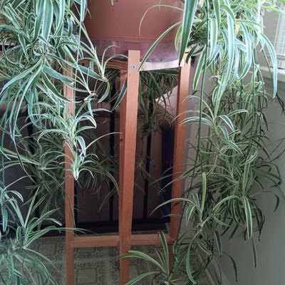 LOT 100K: Large Spider Plant with Dracaena House Plant and Wooden Stands