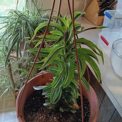 LOT 201K: Large Spider Plant and Dracaena Plant with Bamboo Stands