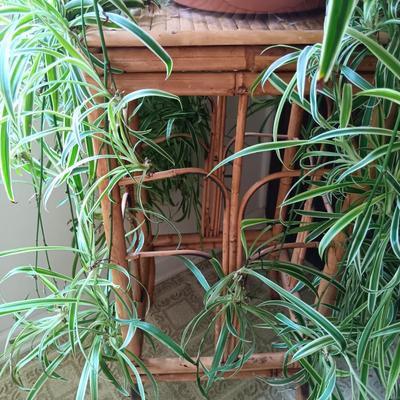 LOT 201K: Large Spider Plant and Dracaena Plant with Bamboo Stands
