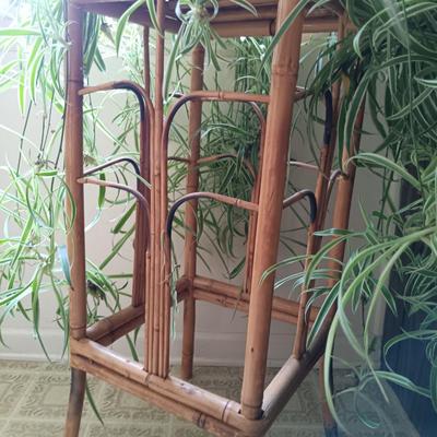 LOT 201K: Large Spider Plant and Dracaena Plant with Bamboo Stands