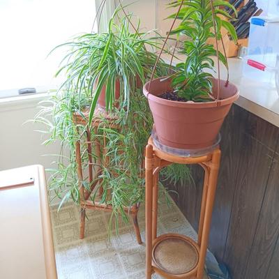 LOT 201K: Large Spider Plant and Dracaena Plant with Bamboo Stands
