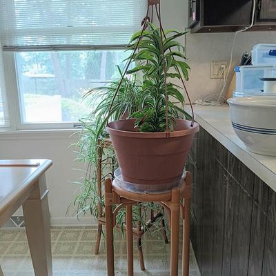 LOT 201K: Large Spider Plant and Dracaena Plant with Bamboo Stands