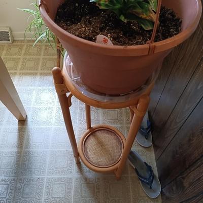 LOT 201K: Large Spider Plant and Dracaena Plant with Bamboo Stands