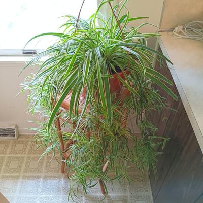 LOT 201K: Large Spider Plant and Dracaena Plant with Bamboo Stands
