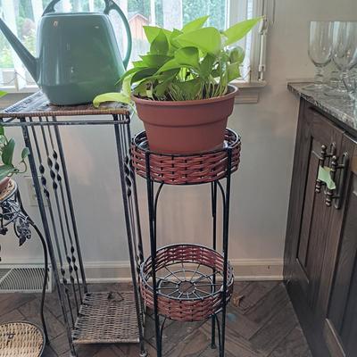 LOT 202K: Pothos Plants with Metal and Wicker Plant Stands & Watering Can