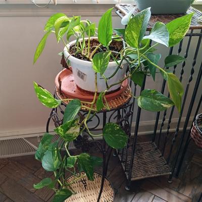 LOT 202K: Pothos Plants with Metal and Wicker Plant Stands & Watering Can