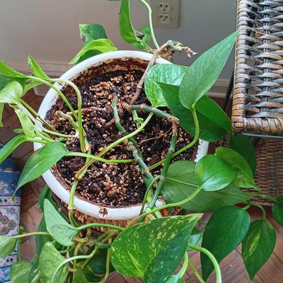 LOT 202K: Pothos Plants with Metal and Wicker Plant Stands & Watering Can
