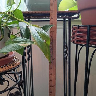LOT 202K: Pothos Plants with Metal and Wicker Plant Stands & Watering Can