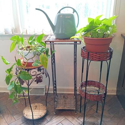 LOT 202K: Pothos Plants with Metal and Wicker Plant Stands & Watering Can