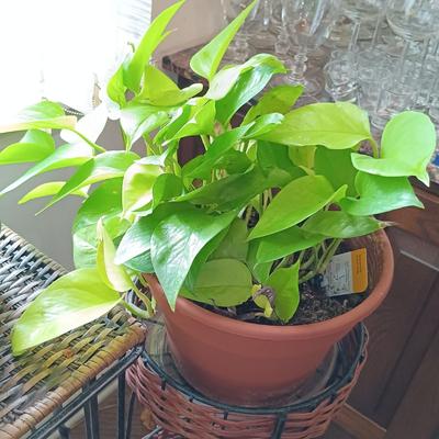 LOT 202K: Pothos Plants with Metal and Wicker Plant Stands & Watering Can