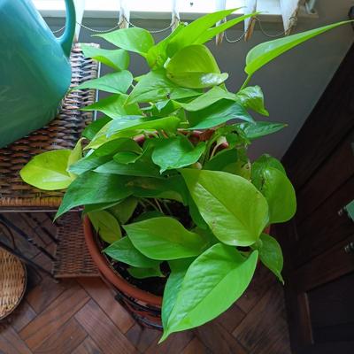 LOT 202K: Pothos Plants with Metal and Wicker Plant Stands & Watering Can
