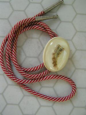 Bolo tie, w/ rattle snakes rattle