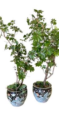 Decor - XL Matched Famille Noir Fish Bowls with Faux Trees