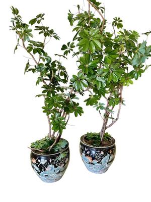 Decor - XL Matched Famille Noir Fish Bowls with Faux Trees