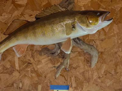 Sale Photo Thumbnail #1652: G150 Fish mount