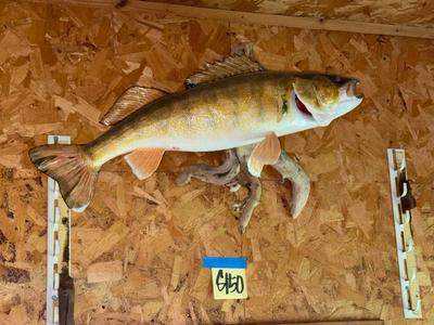 Sale Photo Thumbnail #1650: G150 Fish mount