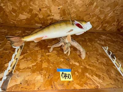 Sale Photo Thumbnail #1651: G150 Fish mount