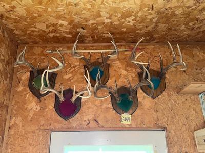 Sale Photo Thumbnail #1653: G149 Antler mounts