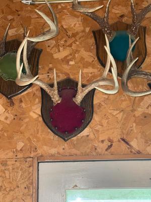 Sale Photo Thumbnail #1655: G149 Antler mounts