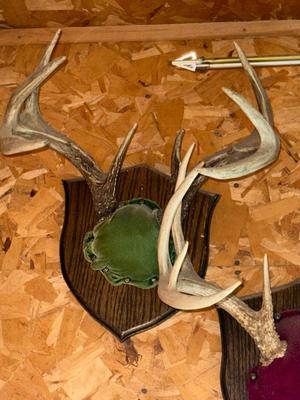 Sale Photo Thumbnail #1654: G149 Antler mounts
