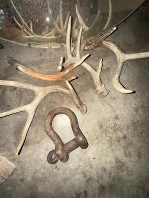 Sale Photo Thumbnail #1667: G146 Antlers