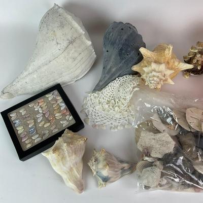 454 Sea Shell Lot