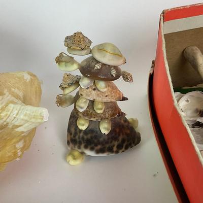 454 Sea Shell Lot