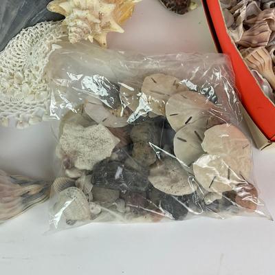 454 Sea Shell Lot