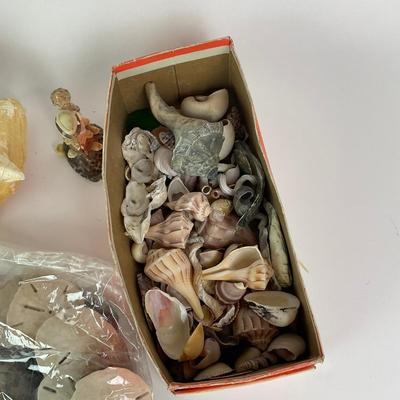 454 Sea Shell Lot