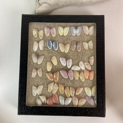 454 Sea Shell Lot