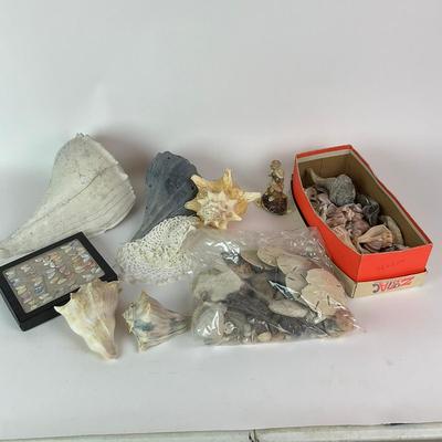 454 Sea Shell Lot