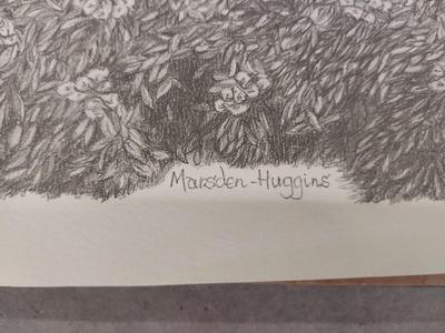 SKETCHES? PRINT?
